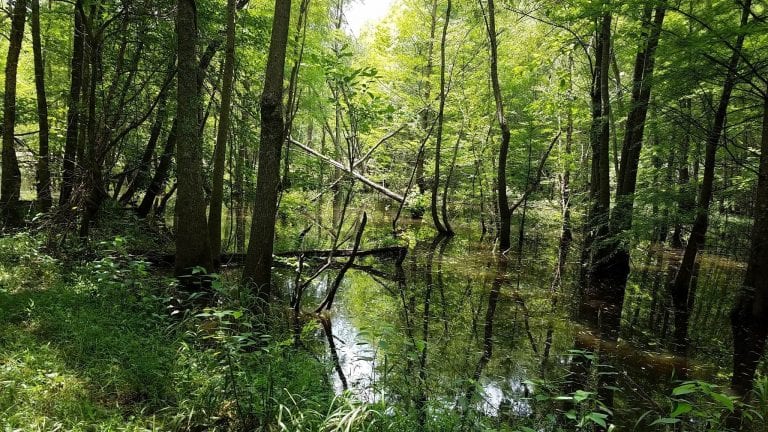 bottomland forest Archives - U.S. Endowment for Forestry & Communities ...